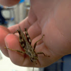 Southeastern Lubber Grasshopper