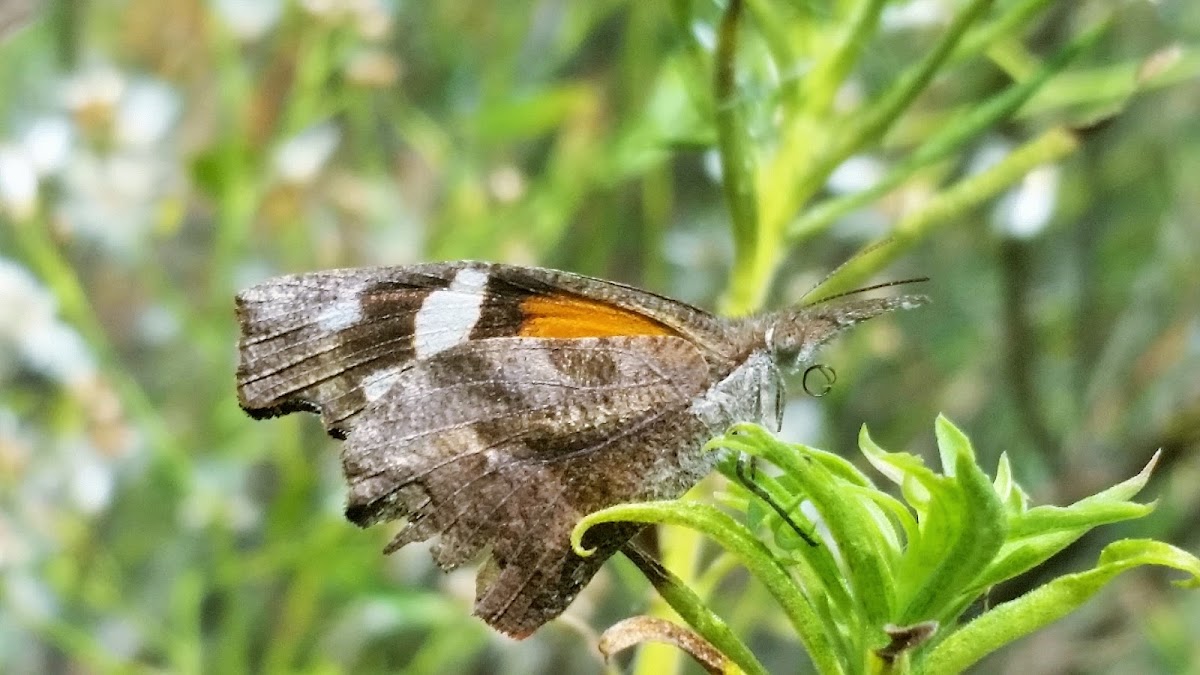 American snout