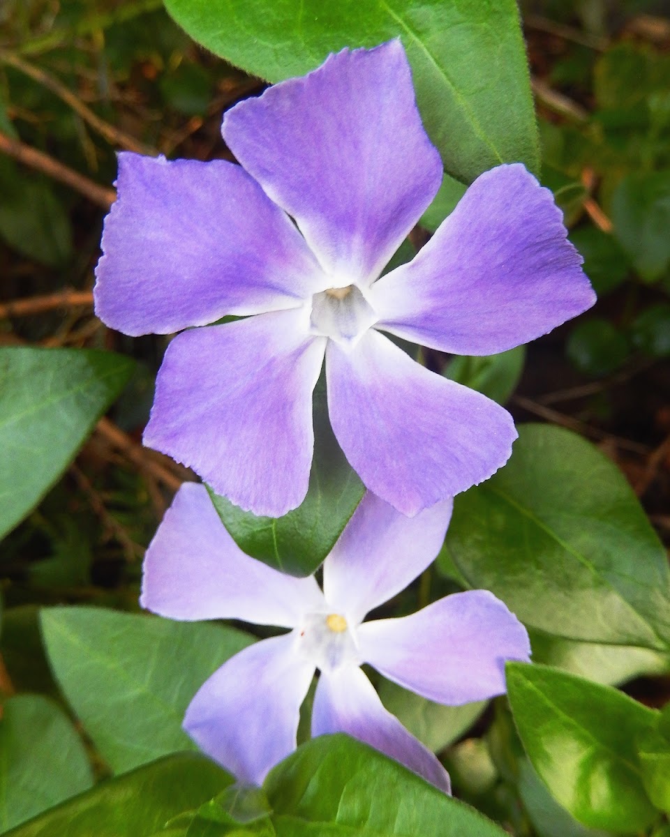 Large Periwinkle