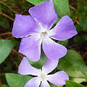 Large Periwinkle