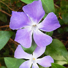 Large Periwinkle