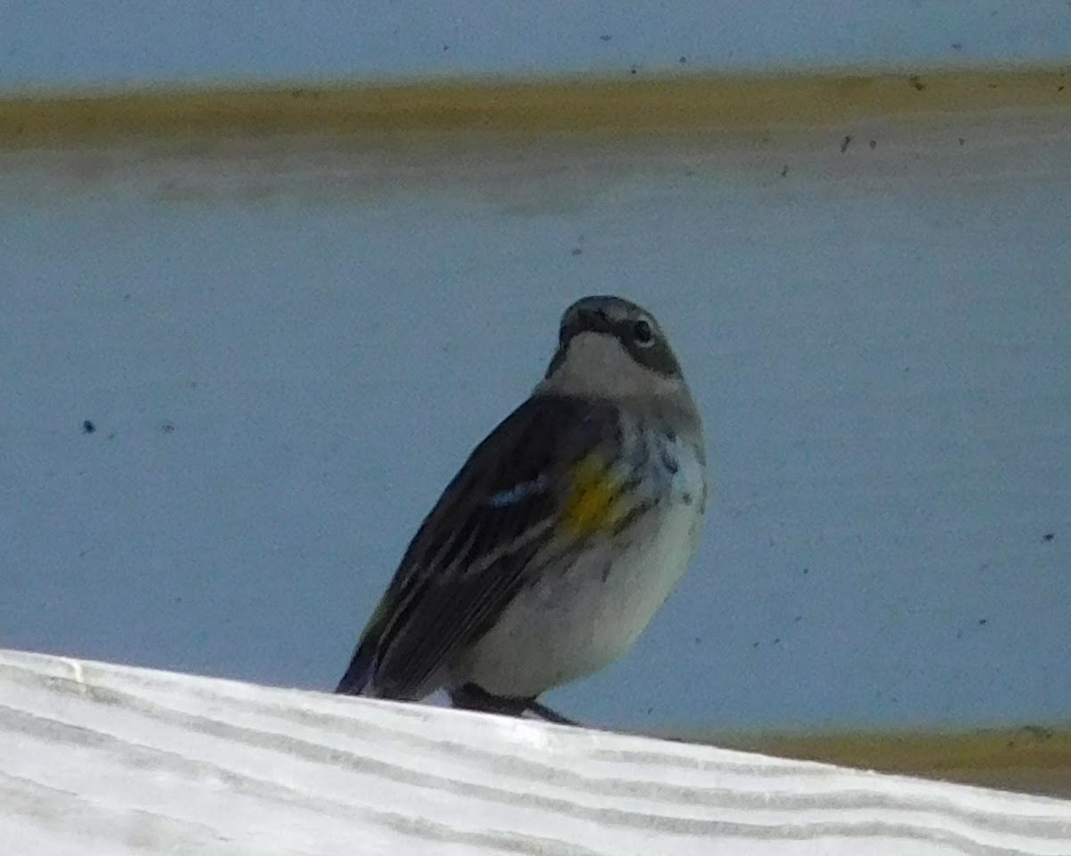 Yellow-rumped Warbler (female)