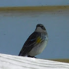 Yellow-rumped Warbler (female)