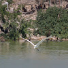 great egret, common egret, large egret, great white egret, great white heron (in flight)