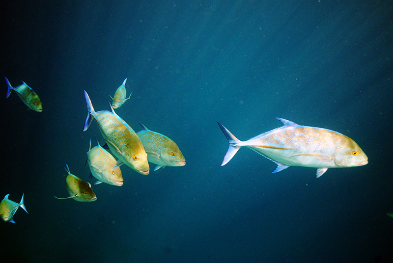 Bluefin trevally