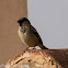 House Sparrow; Gorrión Común