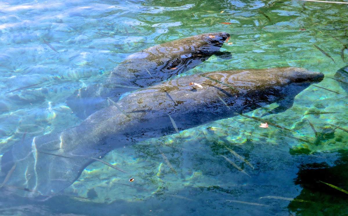 Florida Manatee