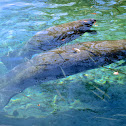 Florida Manatee