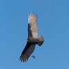 Turkey vulture