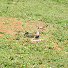 Southern lapwing