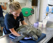 The Two Oceans Aquarium, which has a sea turtle rehabilitation centre, will close to the public from Wednesday to April 14.