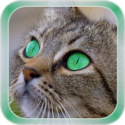 Cat Live Wallpaper  Icon