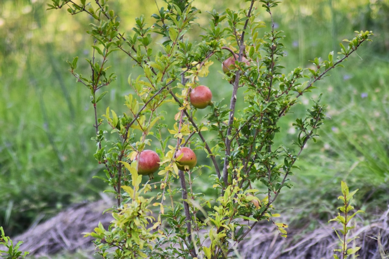 Melograno in campagna di Paco9165