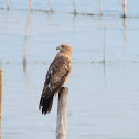 Brahminy kite (juvenile)