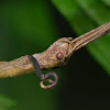 Stick Insect, Phasmid - Female