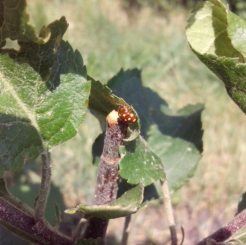 Cream-spot ladybird / Четырнадцатипятнистая коровка