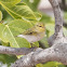 Wood Warbler; Mosquitero Silbador