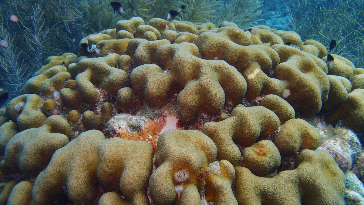 Boulder Star Coral