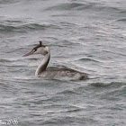 Great Crested Grebe; Somormujo