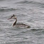 Great Crested Grebe; Somormujo