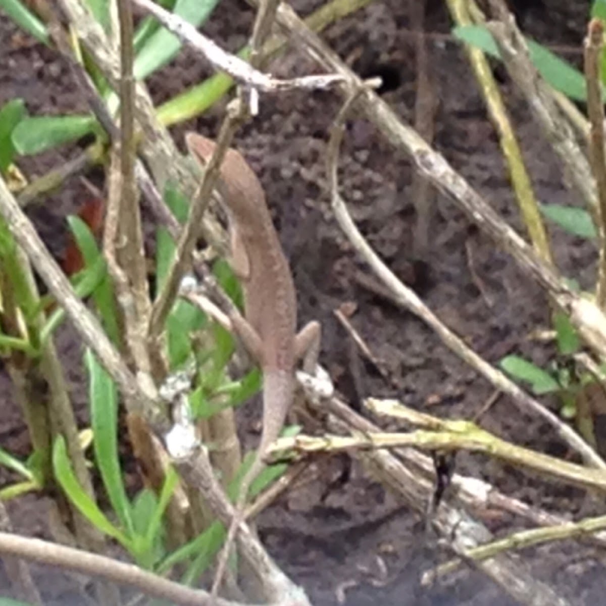 Green Anole