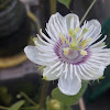 Passionfruit flower