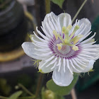 Passionfruit flower