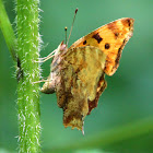 Eastern Comma Butterfly