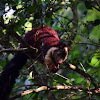 Malabar Giant Squirrel