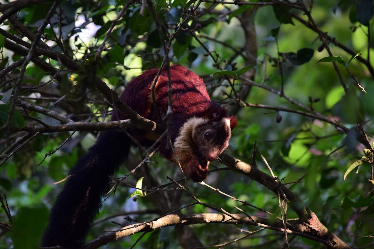 Malabar Giant Squirrel