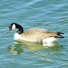 Canada Goose