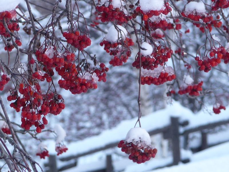 Bacche rosse di Laucol