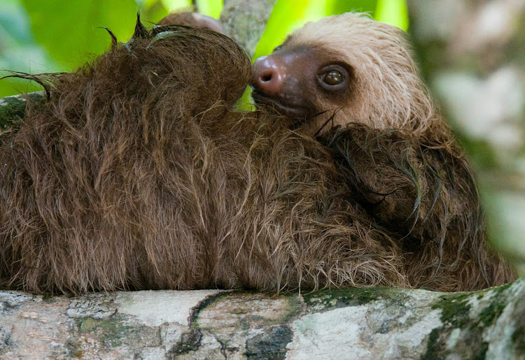 Jerry Kirkhart: "This two toed young sloth was very difficult to photograph because the boat ran up against trees on the shore and the current was pretty strong. They have two toes only on their forefeet, while three on their back feet."