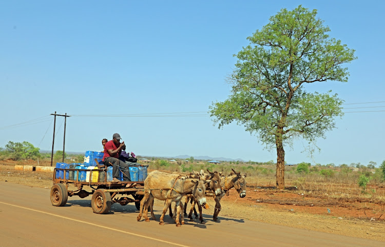 Jabu Rikhotso on a donkey cart with his kids. He is transporting 49 water cans of which some he will sell to those who need water because water is scares at Homu village in Guyani, Limpopo where he stays.