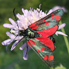 Six-spot Burnet moth