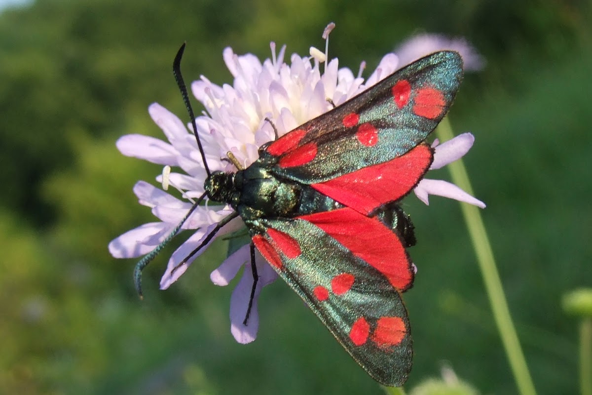 Six-spot Burnet moth