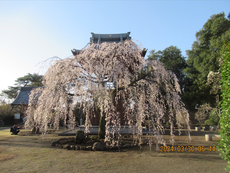 カプチーノの枝垂れ桜🌸コラボ・桜🌸スポット巡りに関するカスタム事例の投稿画像8枚目