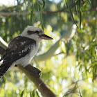 Laughing Kookaburra