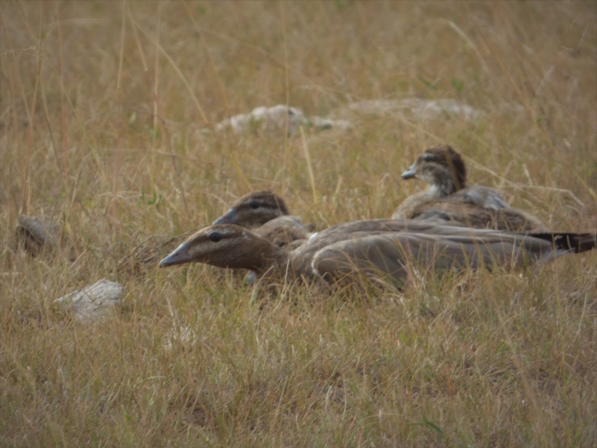 Australian Wood Duck (with juveniles)