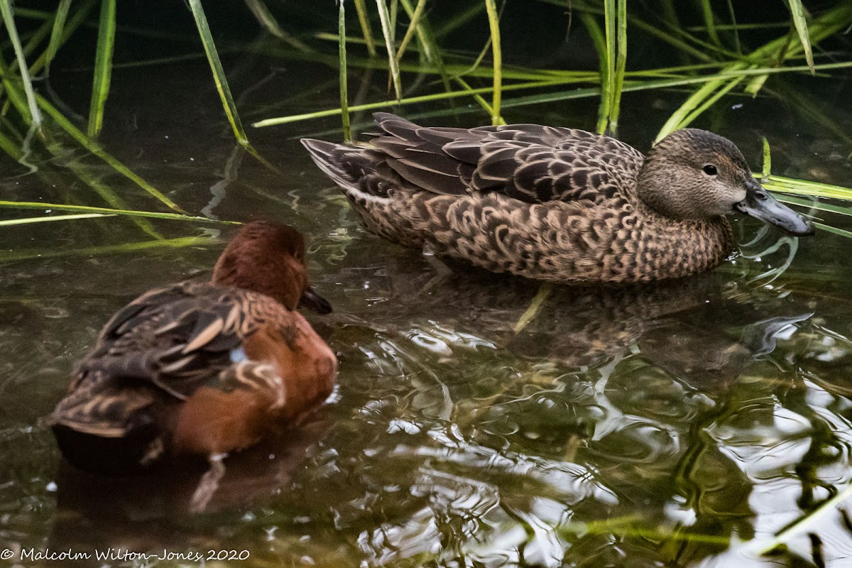 Cinnamon Teal