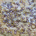 Smoky-eye Boulder Lichen