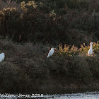 Little Egret