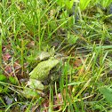 Cope's Gray Treefrog