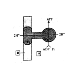 Adenosine Triphosphate (ATP) : The Energy Currency of the Cell