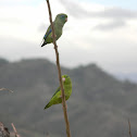 Lorito - Spectacled Parrotlet