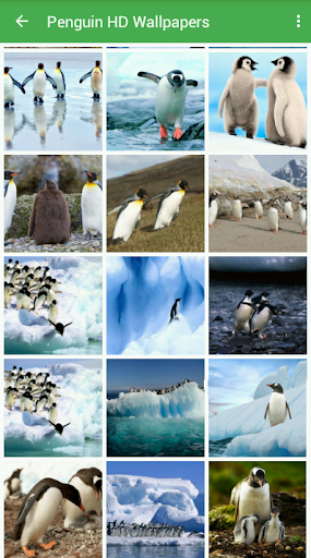 Penguin Wallpapers