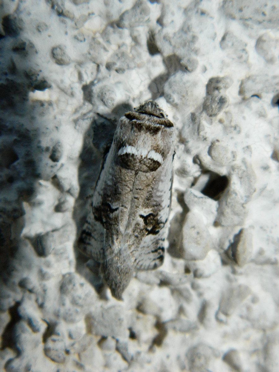 Parahypopta moth