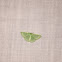 Wavy-lined Emerald Moth