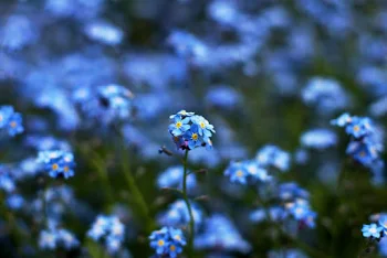 「vergissmeinnicht 🥀」のメインビジュアル