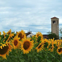 I girasoli di 